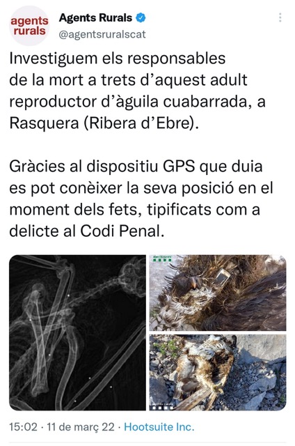 aguila cuabarrada trets mort a Rasquera